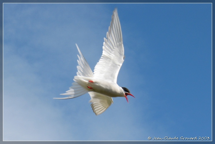 Sterne Arctique