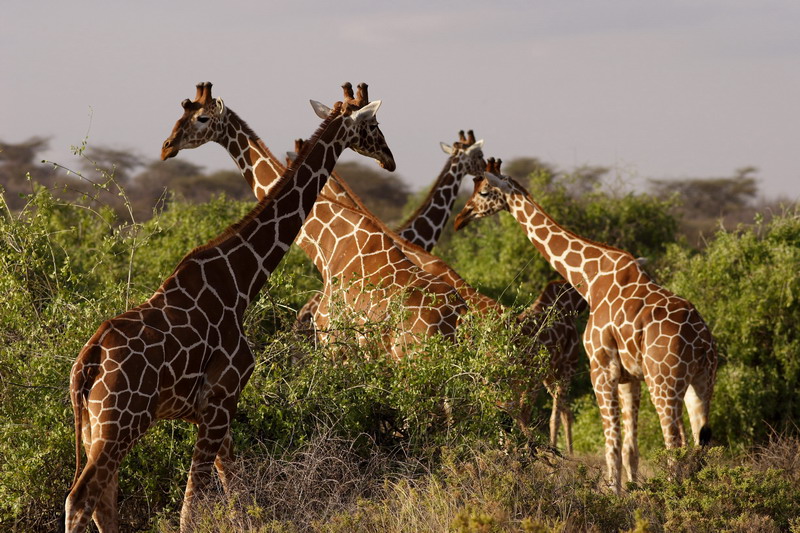 Girafe