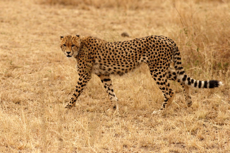 Guepard