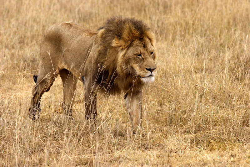 Lion