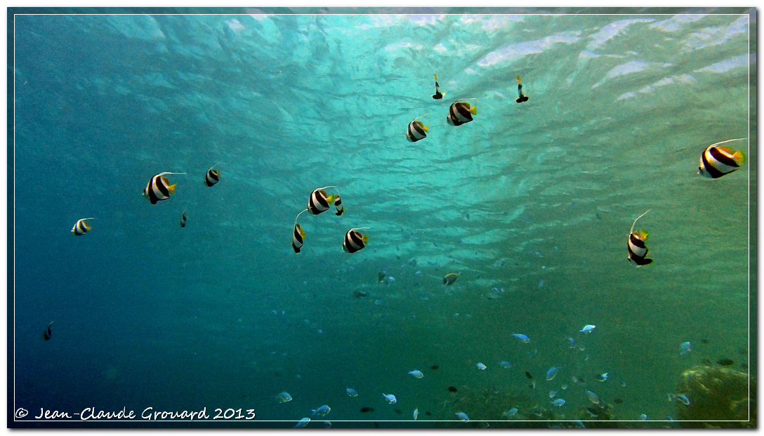 Snorkeling sur un récif des Maldives