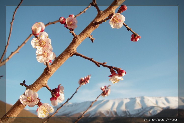 Fleurs d'Amandier