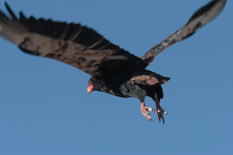 Aigle bateleur