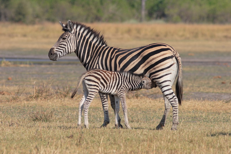 Zebre