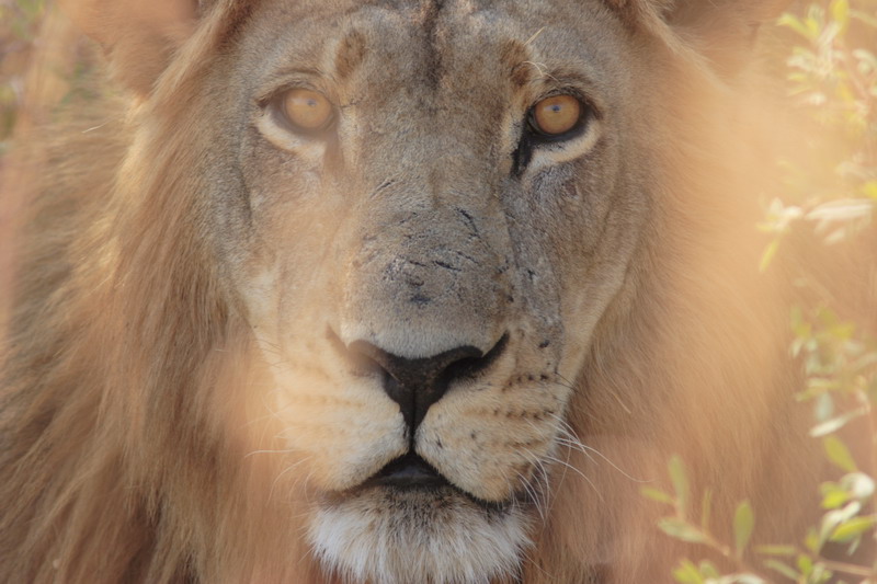 Lion