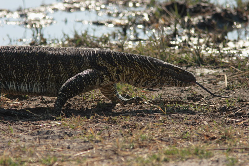 Varan
