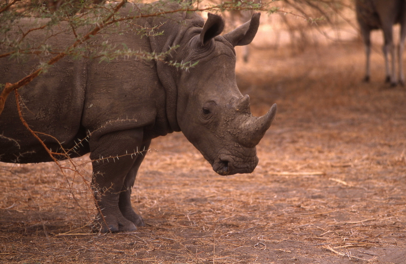 Rhinocéros blanc