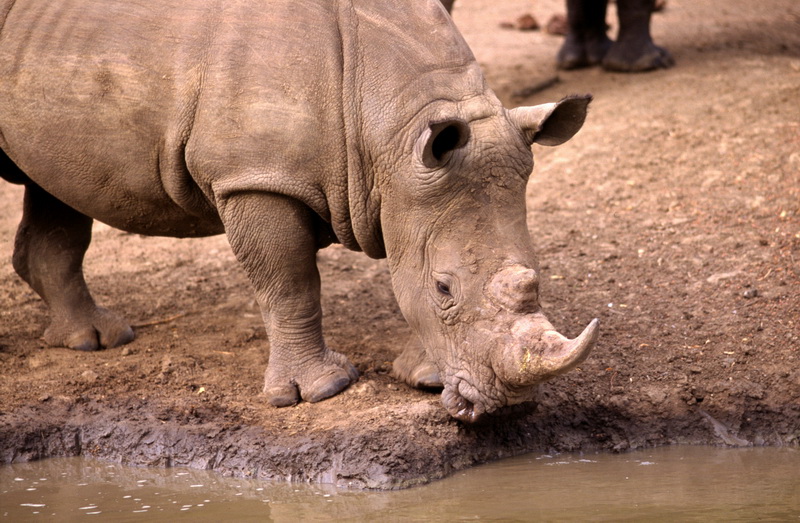 Rhinocéros blanc