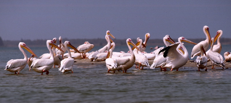 Pélicans