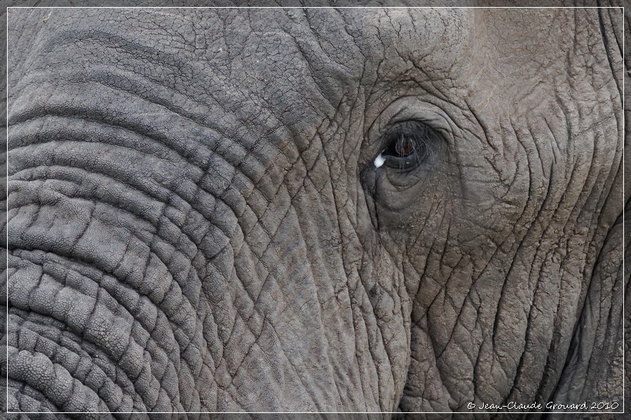 Éléphant en larme ?