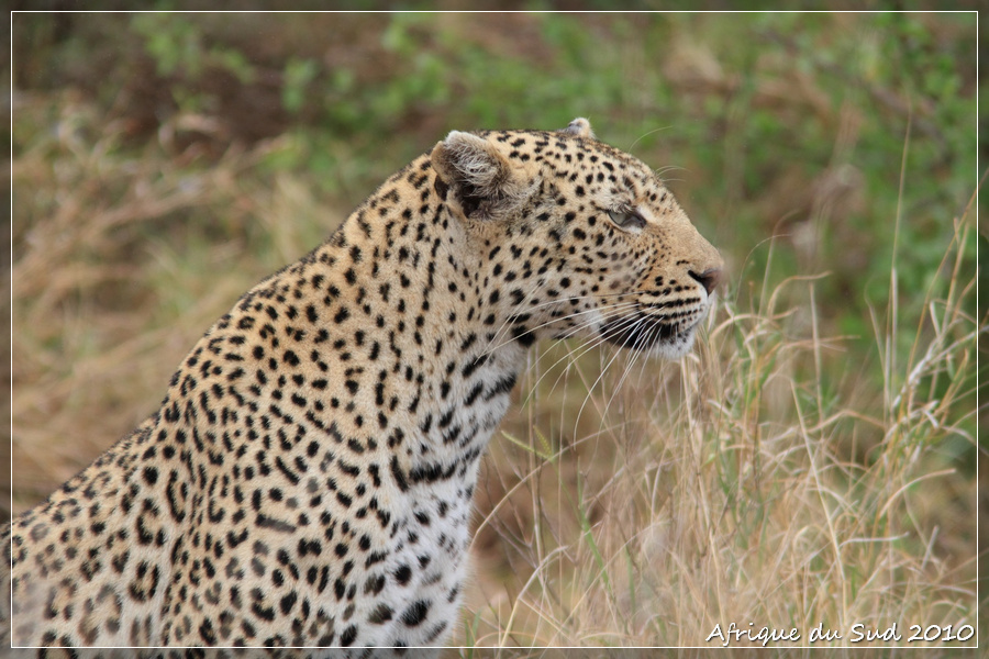 Superbe Léopard en Chasse