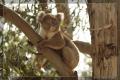 Koala cendré