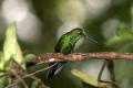 Colibri