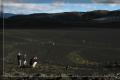 Paysages Islandais