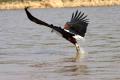 Aigle pêcheur