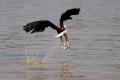 Aigle pêcheur