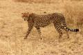 Guepard