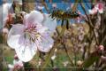 Fleurs d'Amandier