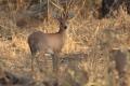 Steenbok