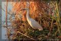 Grande Aigrette