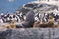 Lions de Mer et Cormorans