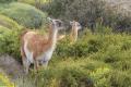 Guanacos