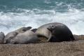 Elephants de Mer