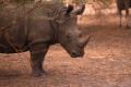 Rhinocéros blanc
