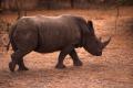 Rhinocéros