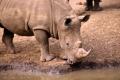 Rhinocéros blanc
