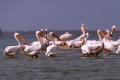 Pélicans