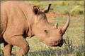 Rhinocéros Blanc