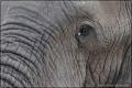 Éléphant en larme ?